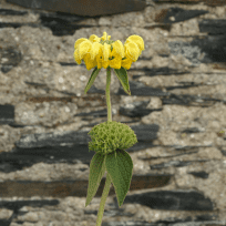 Des images de diffrentes plantes